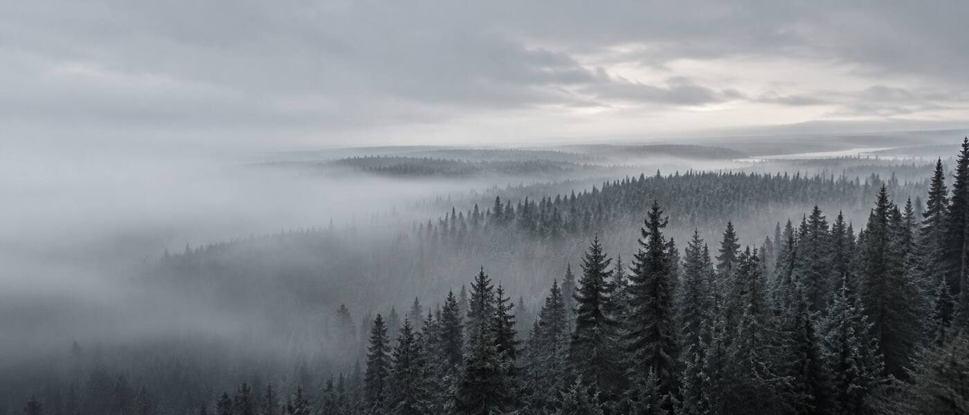Northern treetops in soft grey light