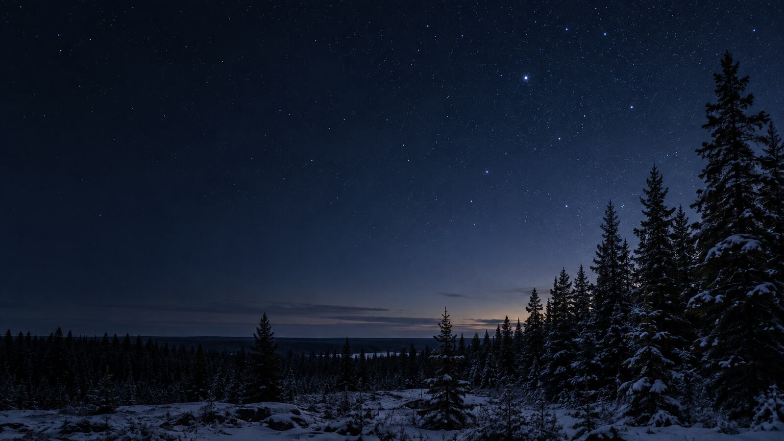 Northern trees beneath a grey night sky
